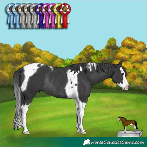 Horse Color:Black Splash Tobiano Rabicano 