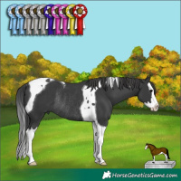 Horse Color:Black Splash Tobiano Rabicano