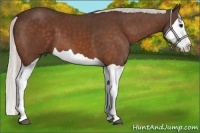 Horse Color:Silver Bay Splash 