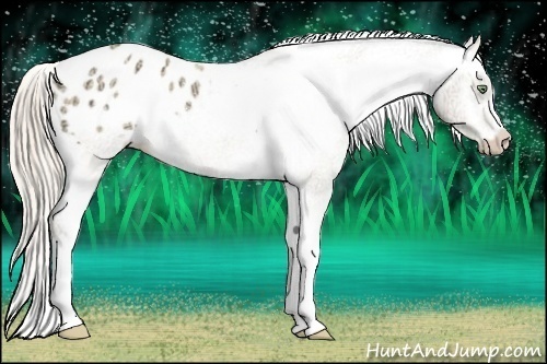 Horse Color:Gold Cream Champagne Ice Appaloosa Rabicano 