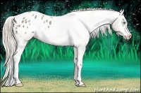 Horse Color:Gold Cream Champagne Ice Appaloosa Rabicano