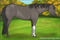 Horse Color:Smoky Grullo 