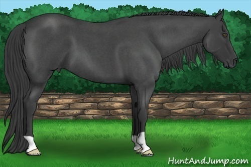 Horse Color:Smoky Blue Roan 