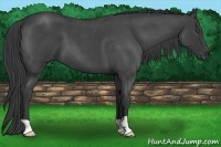 Horse Color:Smoky Blue Roan 