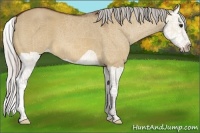 Horse Color:Silver Bay Dun Splash 