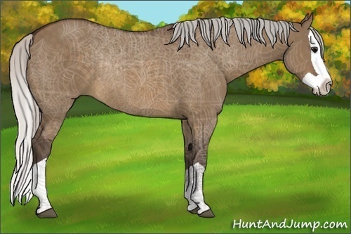 Horse Color:Silver Brown Dun Splash Rabicano 