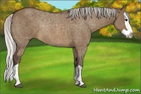 Horse Color:Silver Brown Dun Splash Rabicano 