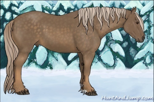 Horse Color:Chocolate Palomino 