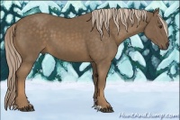 Horse Color:Chocolate Palomino 