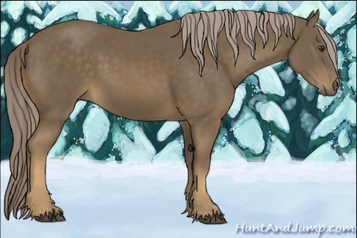 Horse Color:Unknown