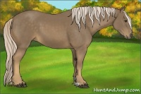 Horse Color:Chocolate Palomino 