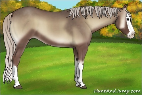 Horse Color:Silver Blue Onyx Splash