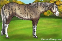 Horse Color:Black  and Silver Blue Onyx Splash 