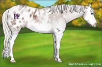 Horse Color:White Spotted Silver Brown Roan Splash Appaloosa