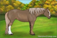 Horse Color:Chocolate Palomino 