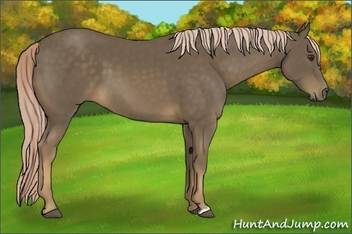 Horse Color:Chocolate Palomino 