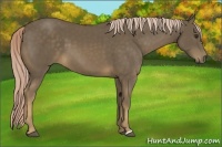 Horse Color:Chocolate Palomino 