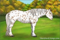 Horse Color:Palomino Appaloosa