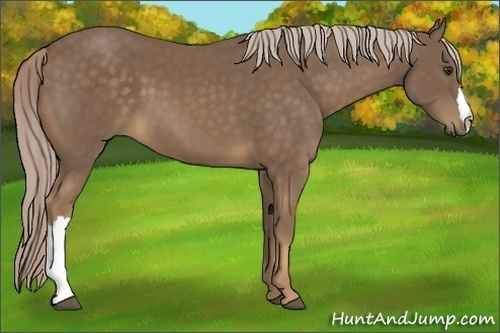 Horse Color:Chocolate Palomino 