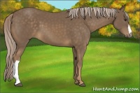 Horse Color:Chocolate Palomino
