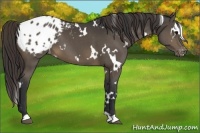 Horse Color:White Spotted Buckskin Appaloosa