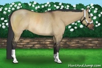 Horse Color:Bay Dun Rabicano 