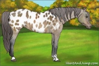 Horse Color:Bay Dun Sabino Appaloosa Rabicano 