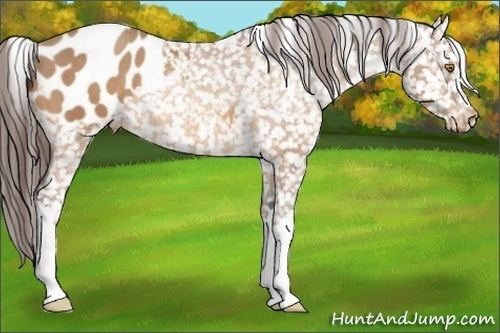 Horse Color:Amber Champagne Appaloosa Rabicano 