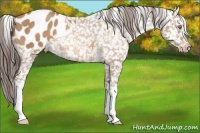 Horse Color:Amber Champagne Appaloosa Rabicano 