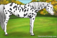 Horse Color:Black Appaloosa Rabicano 