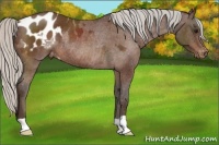 Horse Color:Silver Bay Appaloosa Rabicano 