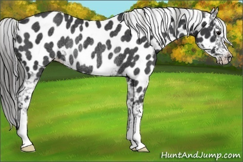 Horse Color:Black Near Leopard Rabicano