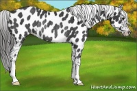 Horse Color:Black Appaloosa Rabicano