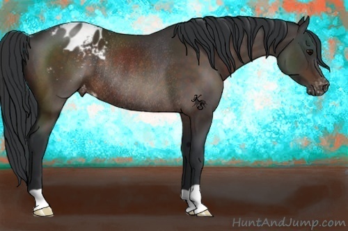 Horse Color:Brown Varnish Rabicano 