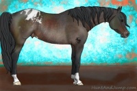 Horse Color:Bay Appaloosa Rabicano 