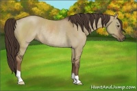 Horse Color:Liver Red Dun Rabicano
