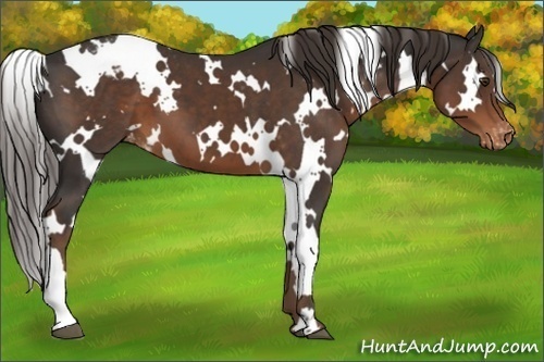 Horse Color:White Spotted Liver Chestnut Appaloosa 
