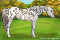 Horse Color:Brown Dun Appaloosa Rabicano 
