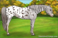 Horse Color:Liver Chestnut Appaloosa 