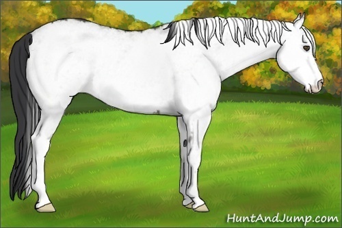 Horse Color:White Spotted Grullo 