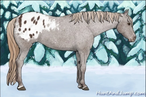 Horse Color:Liver Chestnut Sabino Varnish Rabicano