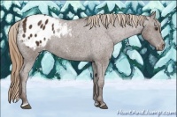 Horse Color:Liver Chestnut Sabino Varnish Rabicano 
