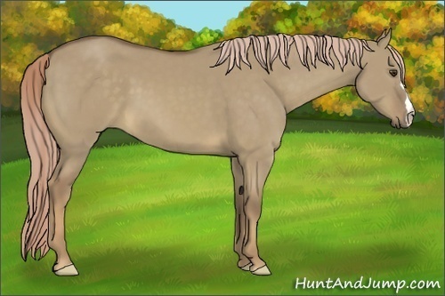 Horse Color:Chocolate Palomino Dun 