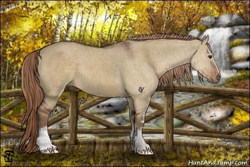 Horse Color:White Spotted Liver Red Dun 