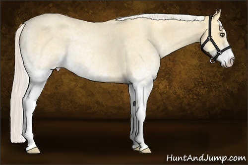 Horse Color:White Spotted Silver Amber Cream Champagne Roan Dun 