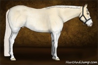 Horse Color:White Spotted Silver Amber Cream Champagne Roan Dun
