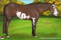 Horse Color:Liver Chestnut Splash Frame