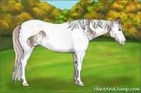 Horse Color:White Spotted Silver Black Tobiano Rabicano