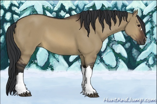 Horse Color:Brown Dun 