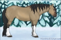 Horse Color:Brown Dun 